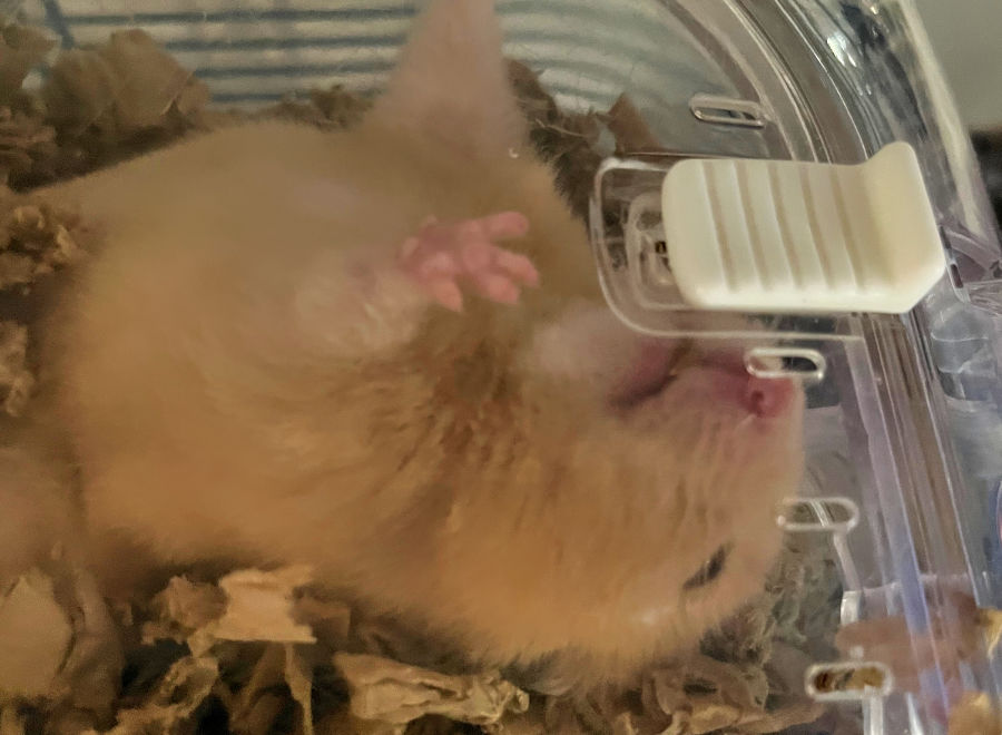 Diamond the Runaway Hamster -Tim Block